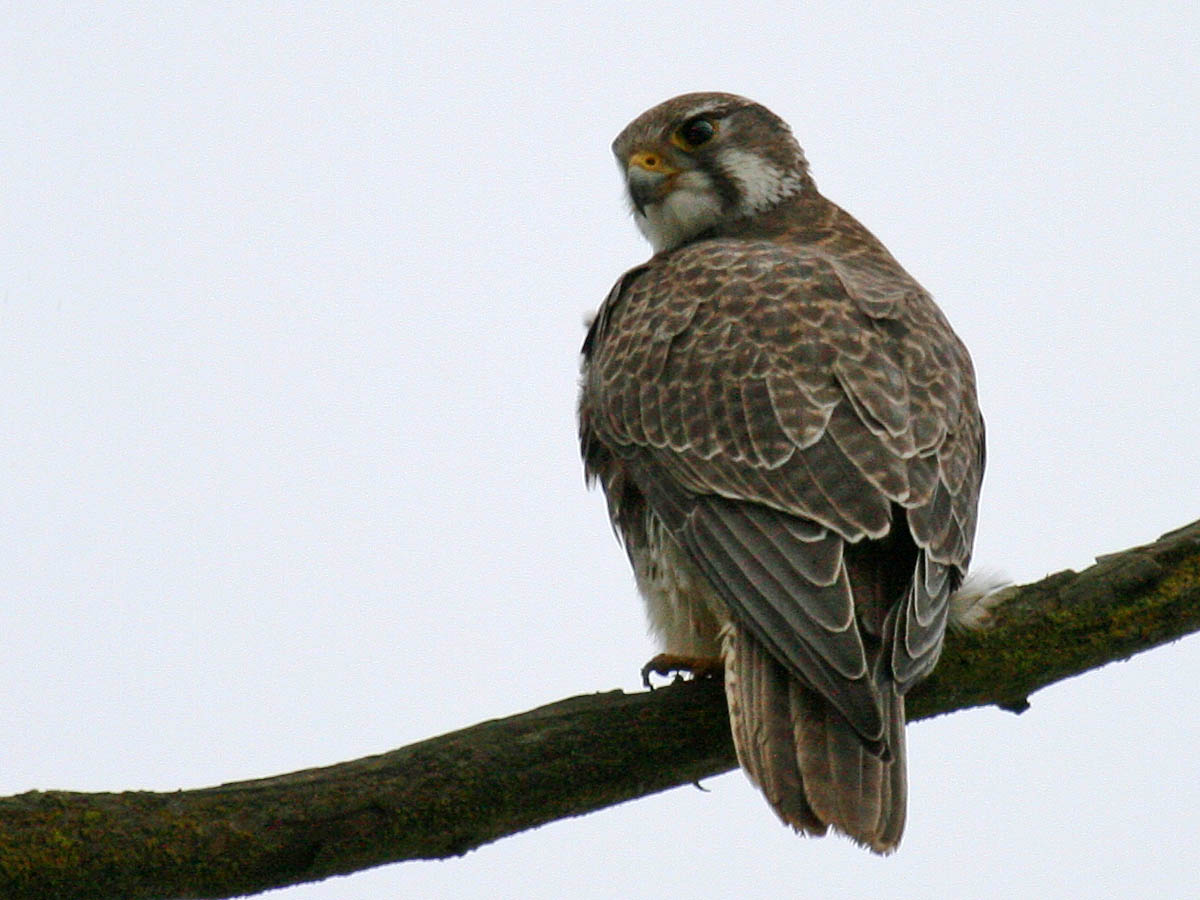 Prairie Falcon