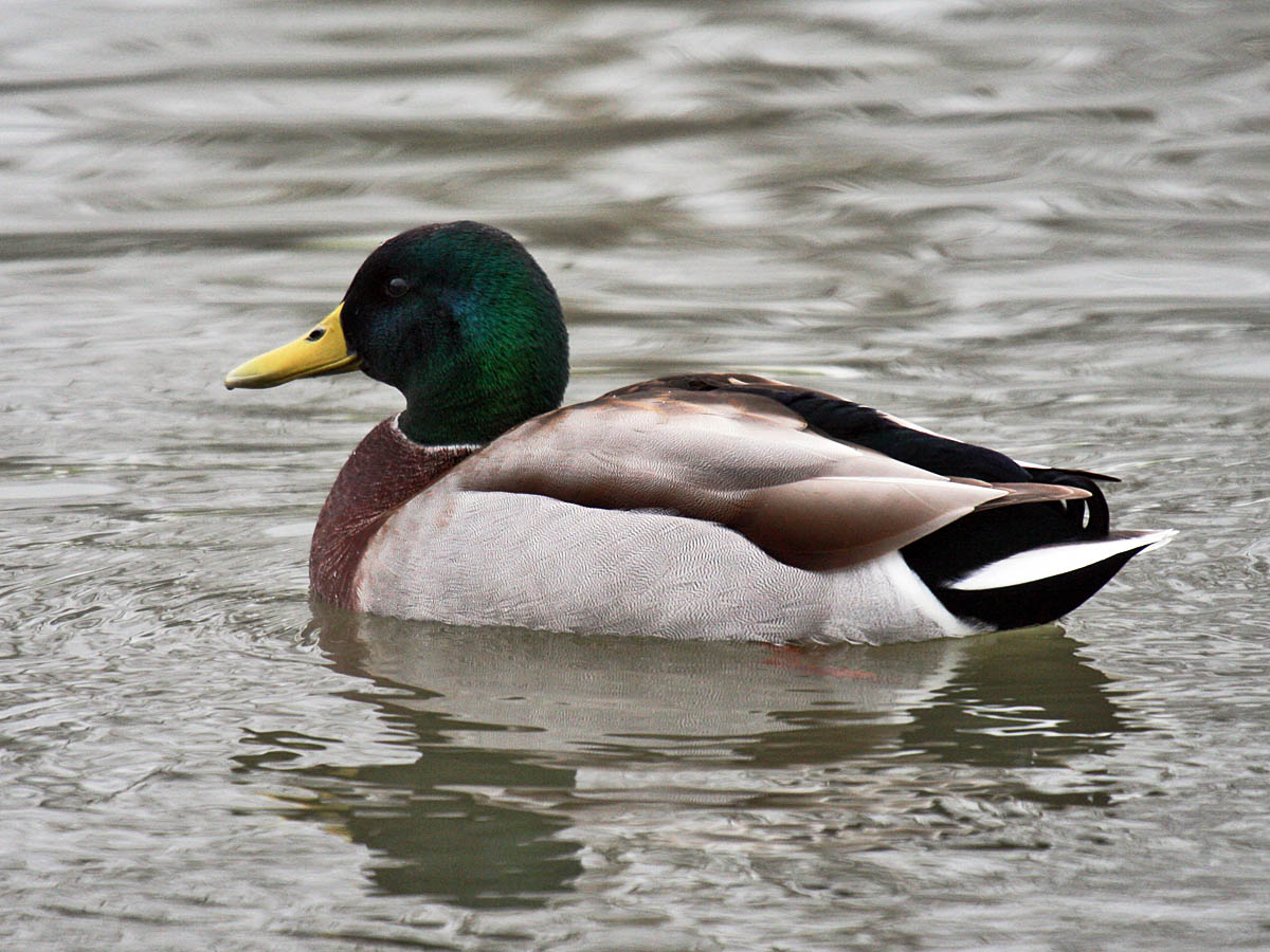 Mallard