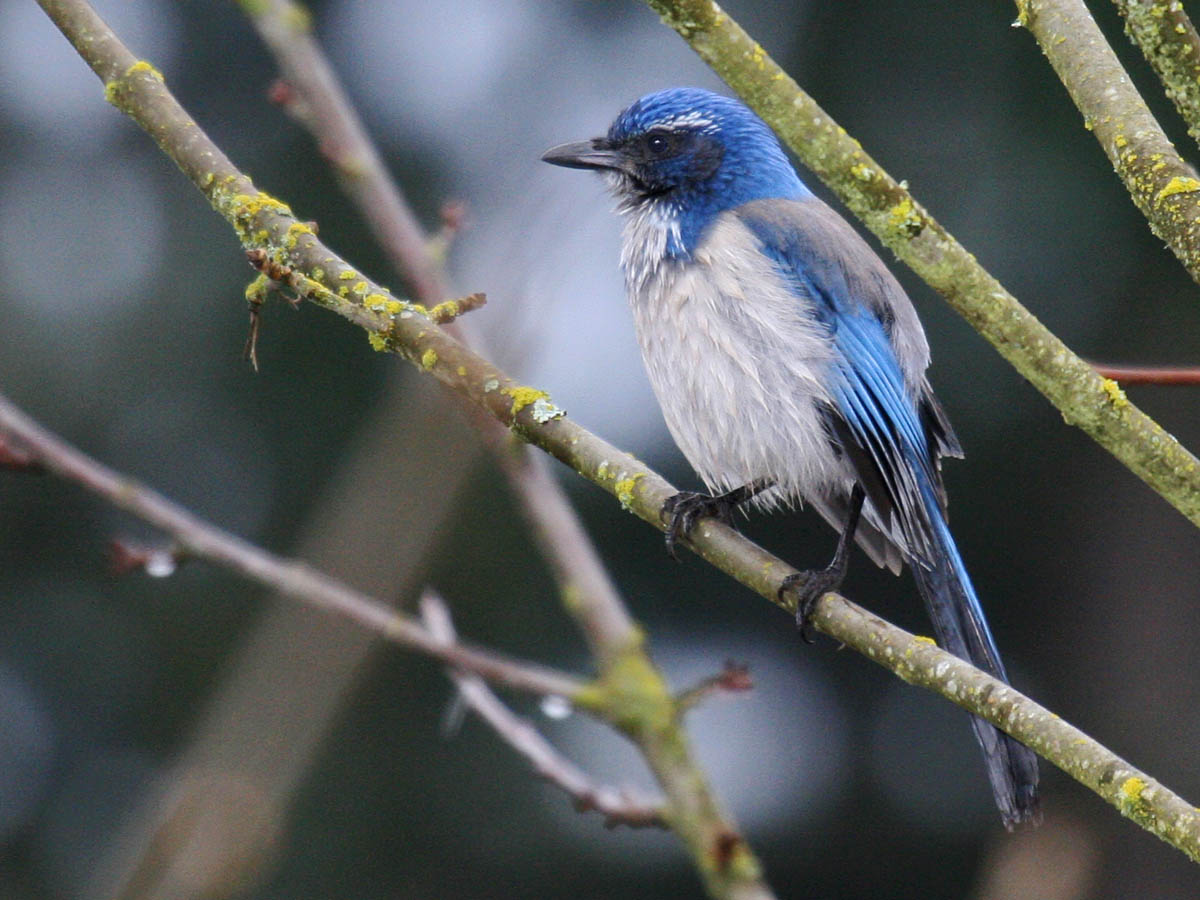 Western Scrub-Jay