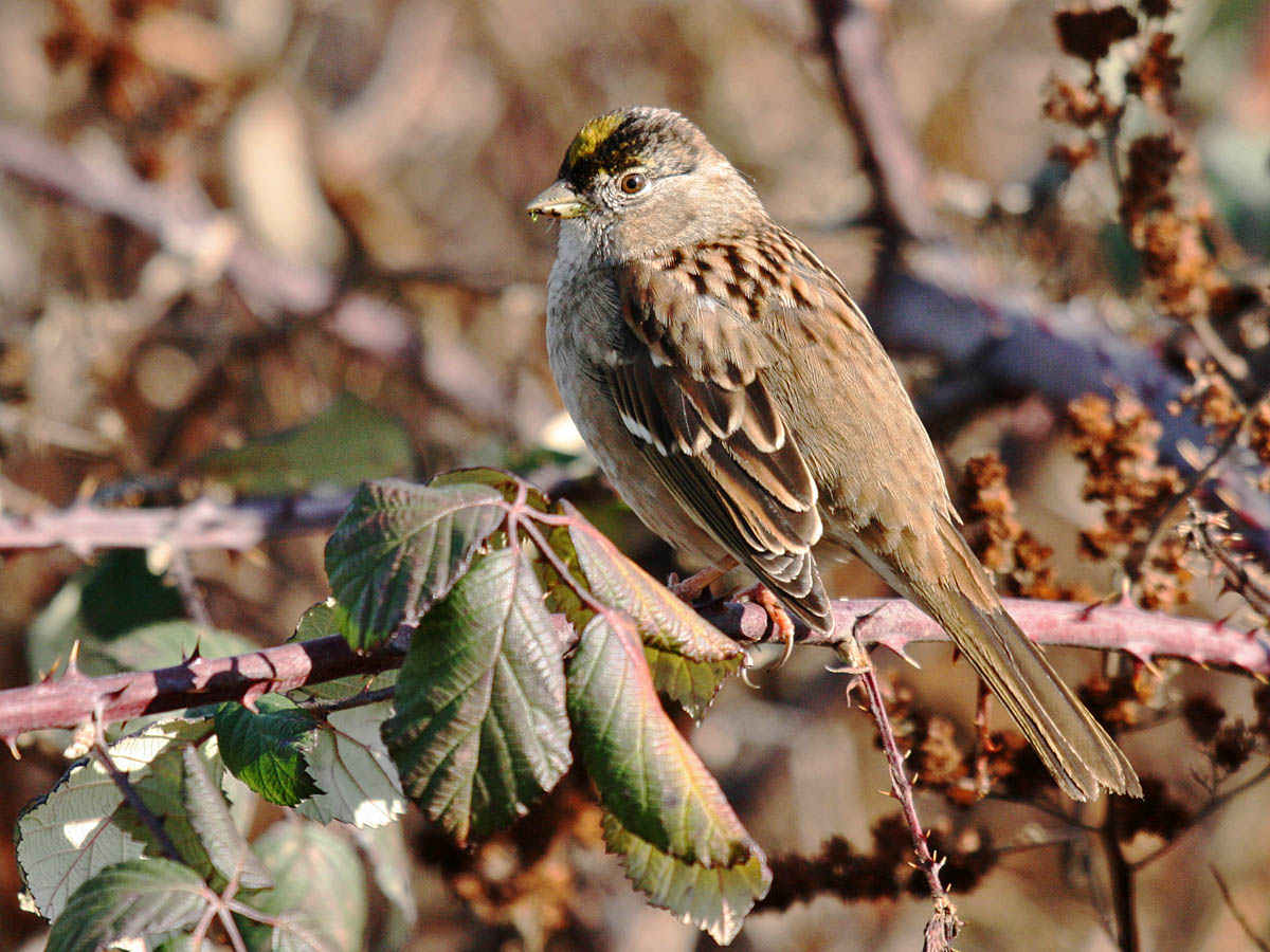 Golden-crowned Sparrow