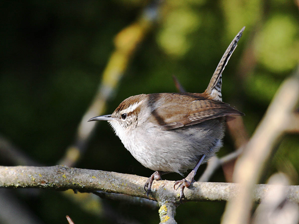 Bewicks Wren