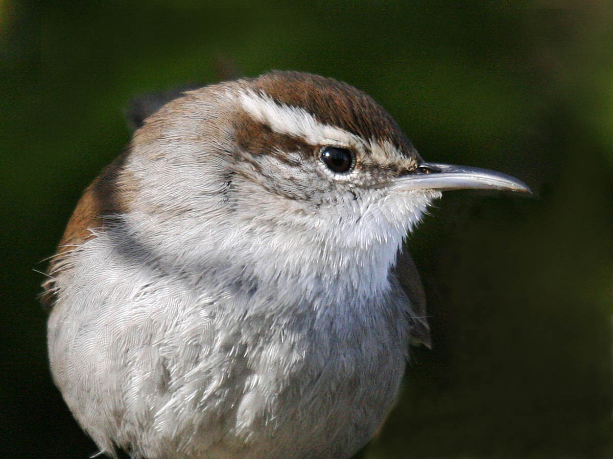 Bewicks Wren