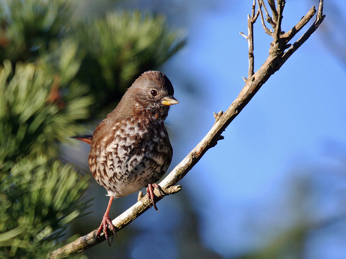 Fox Sparrow