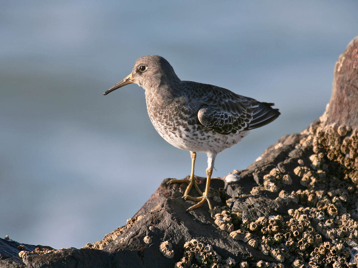 Rock Sandpiper