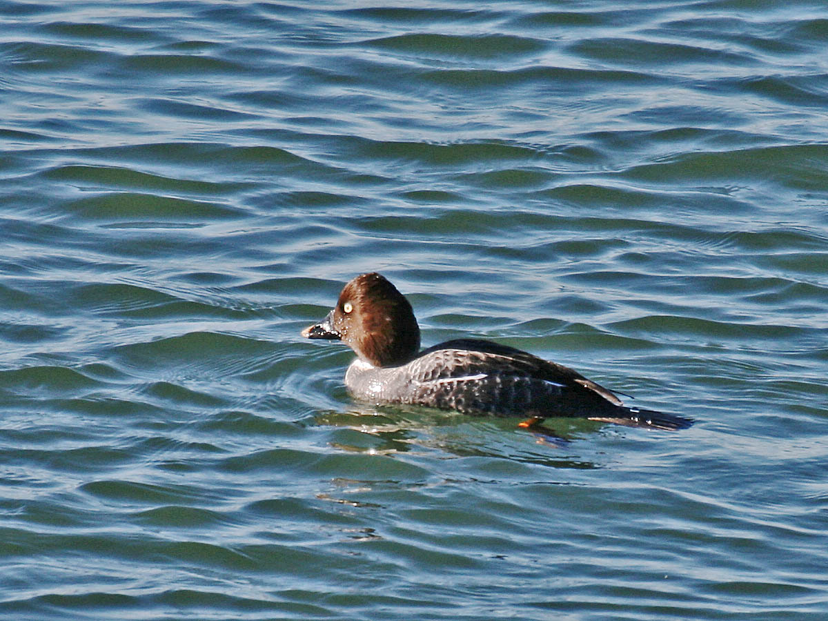 Common Goldeneye