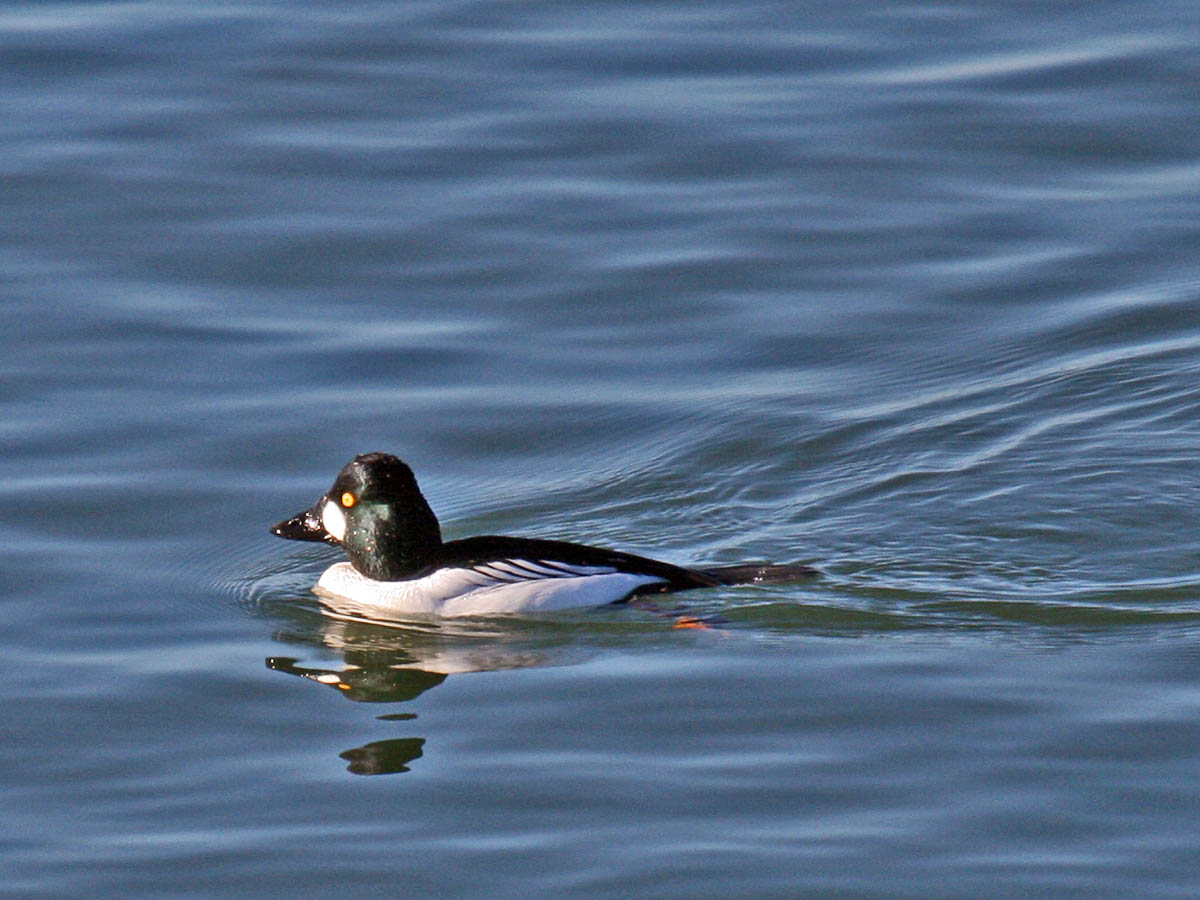 Common Goldeneye