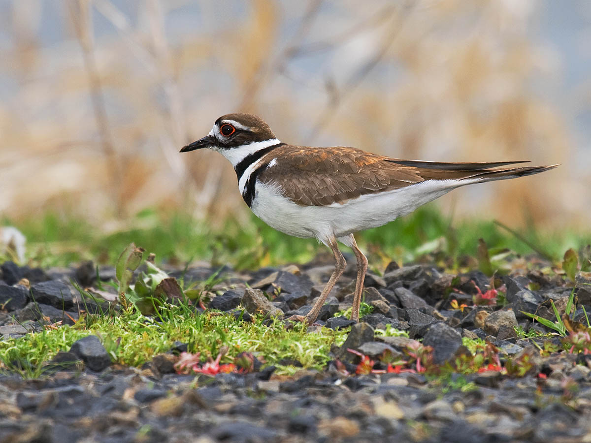 Killdeer