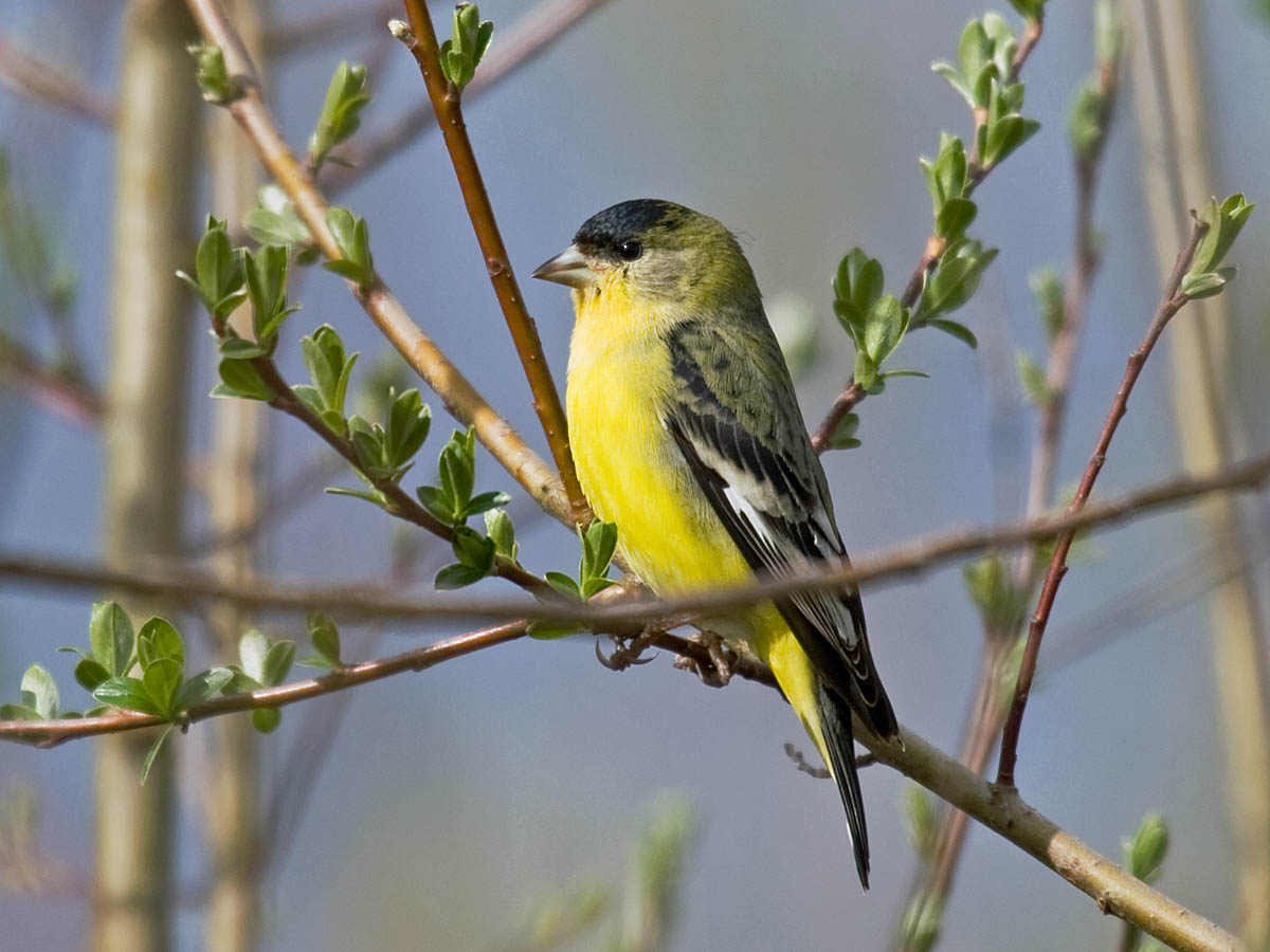 Lesser Goldfinch