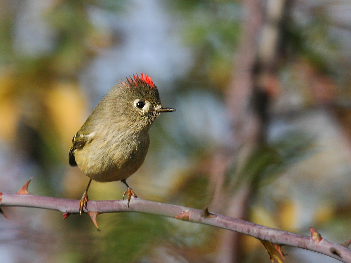 Ruby-crowned Kinglet