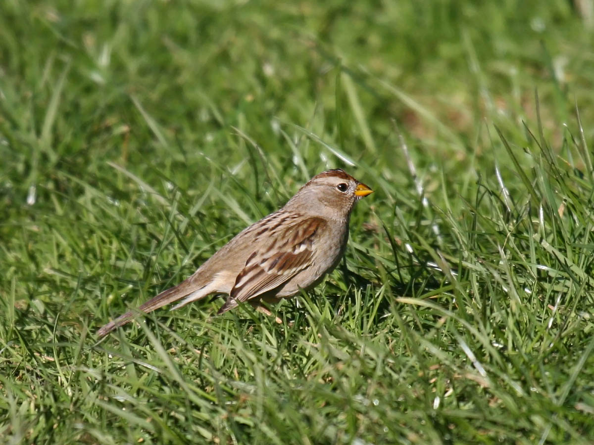 White-crowned Sparrow