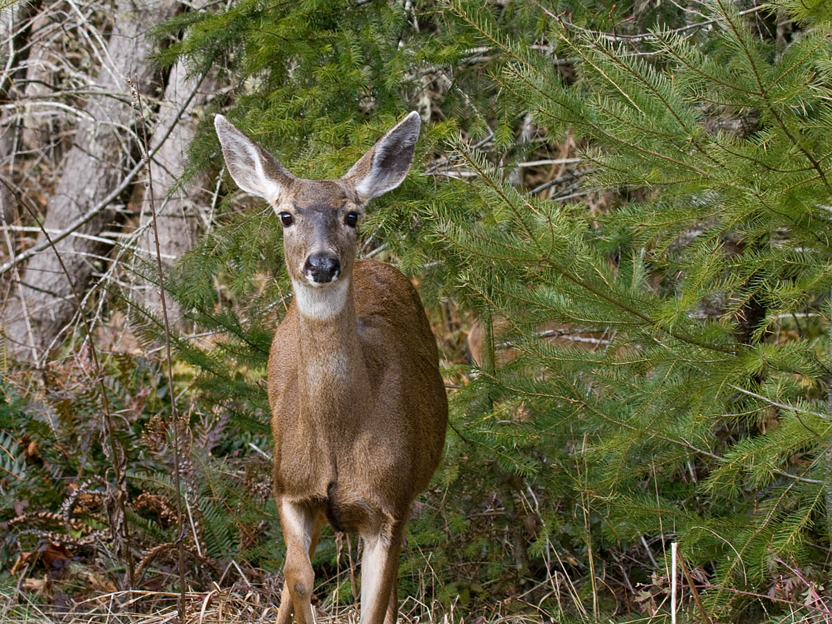 Black-tailed Deer