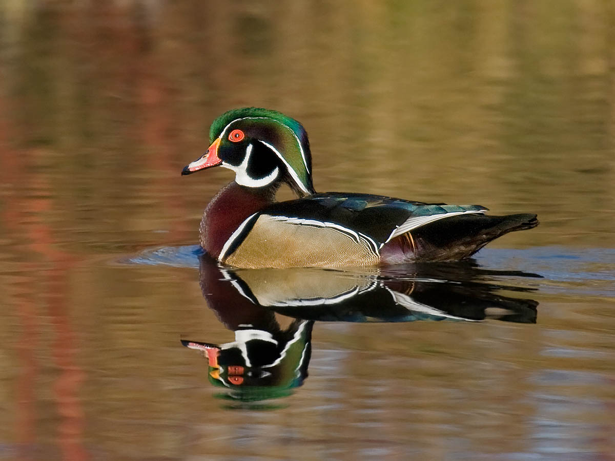 Wood Duck