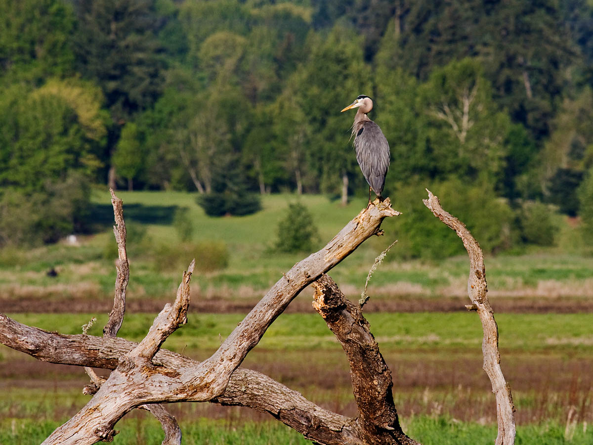Great Blue Heron at Tualatin River NWR