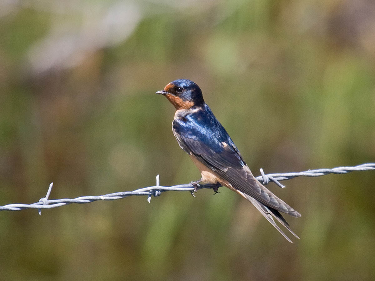 Barn Swallow