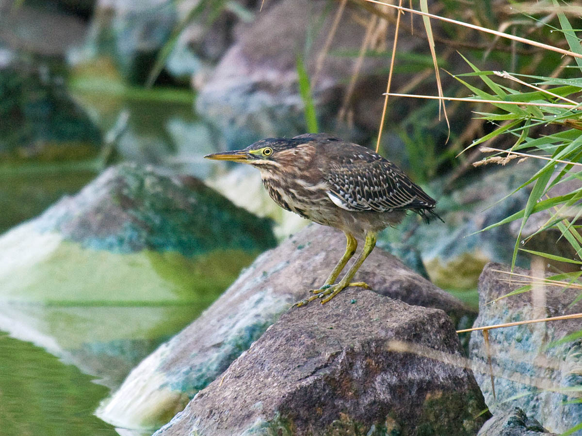 Green Heron