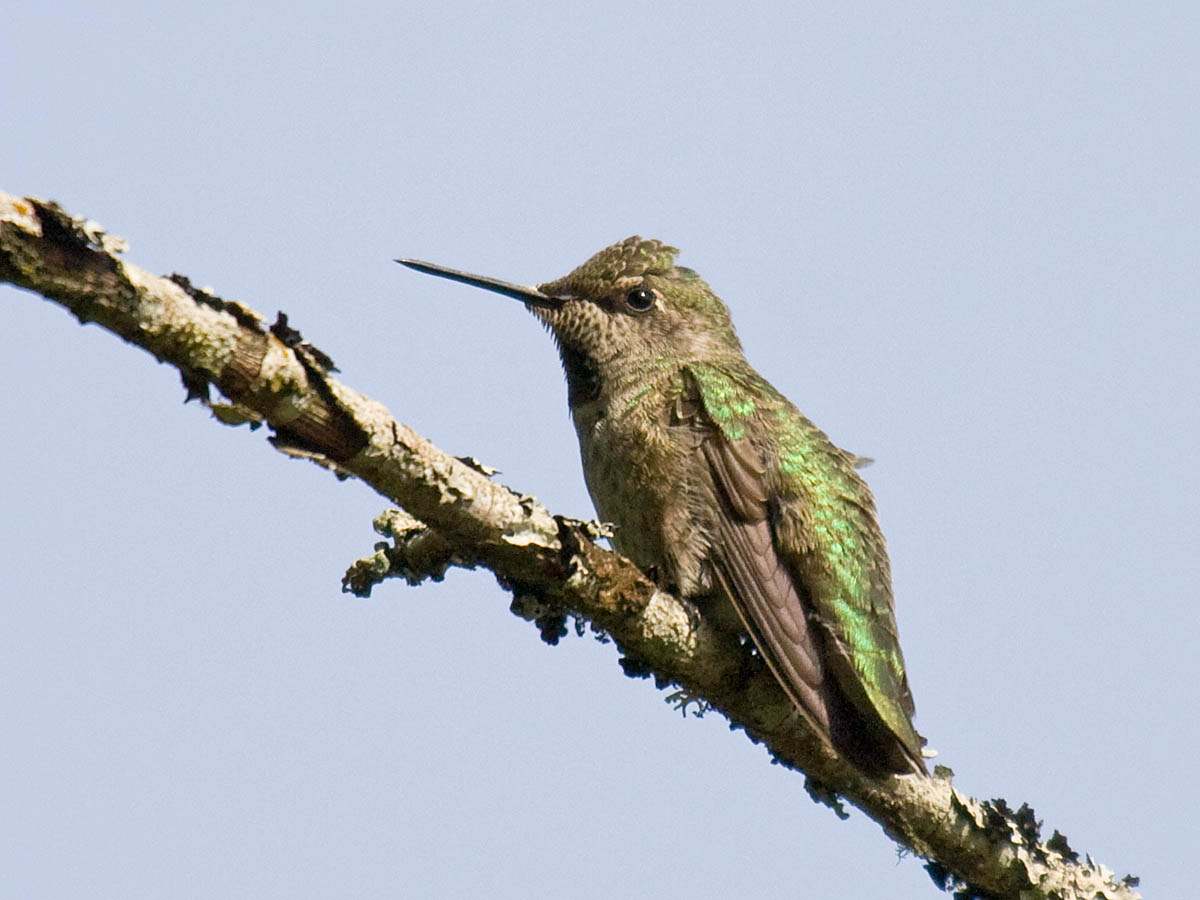 Annas Hummingbird