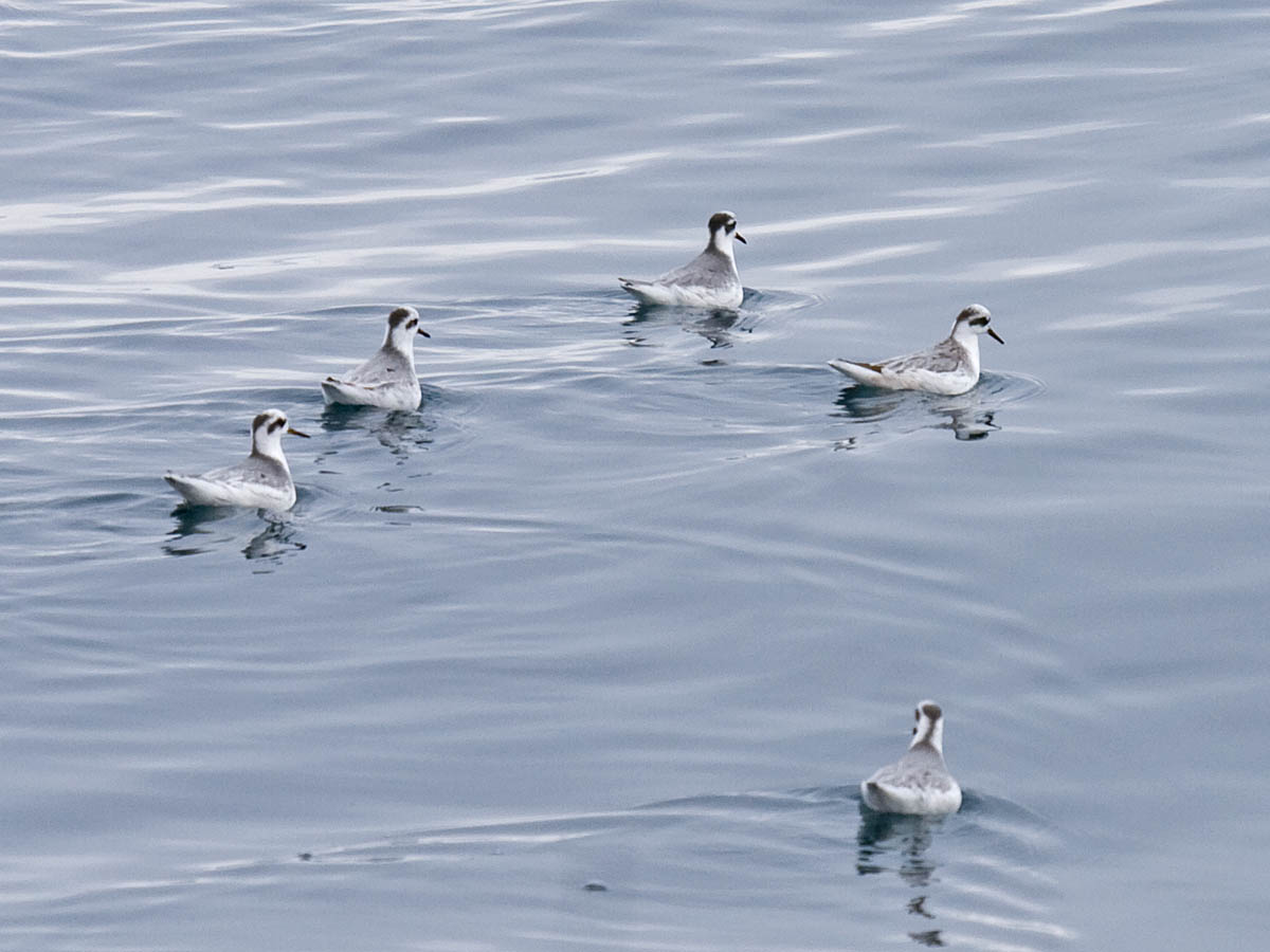 Red Phalarope