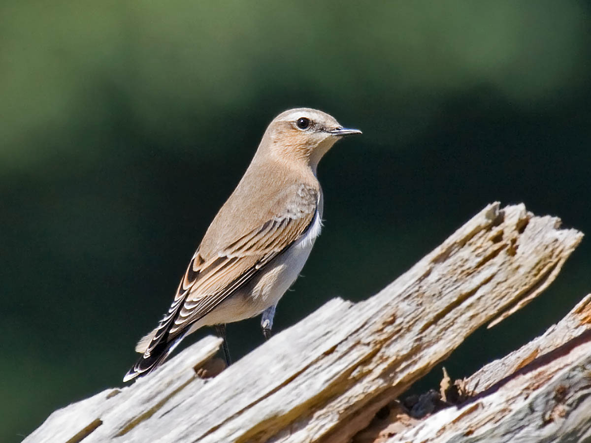 Wheatear