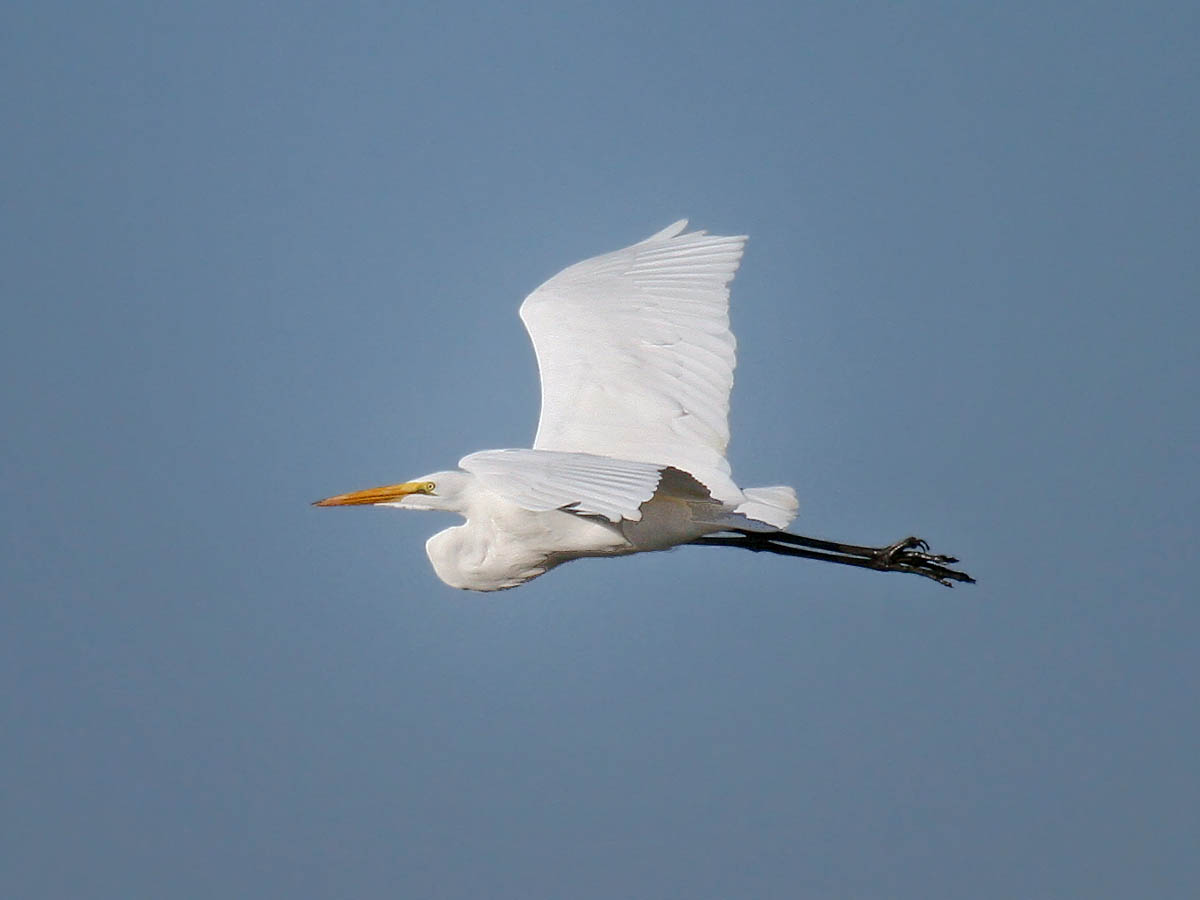 Great Egret