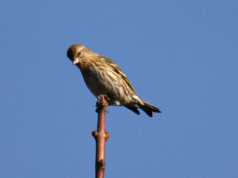 Pine Siskin