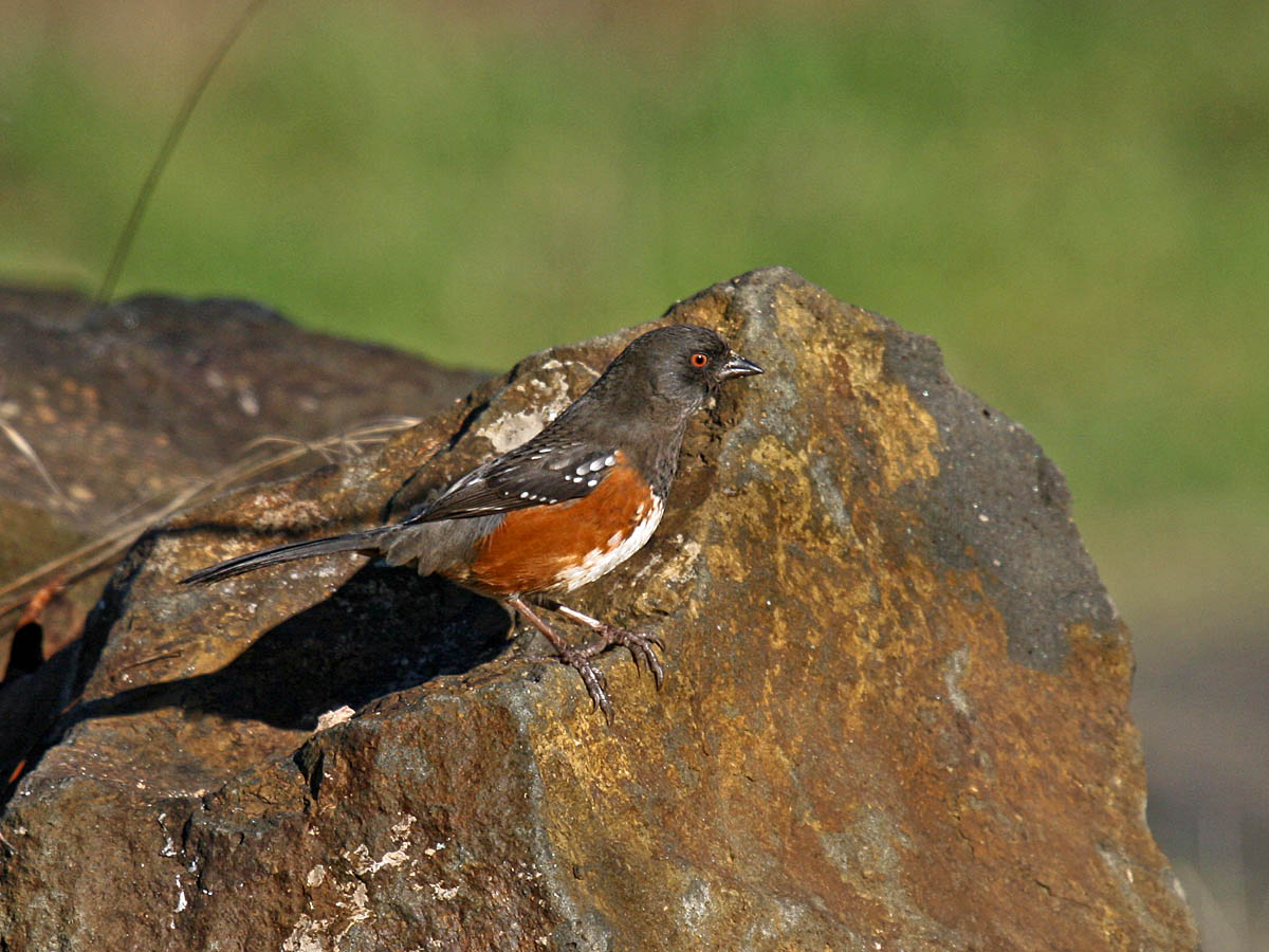 Spotted Towhee