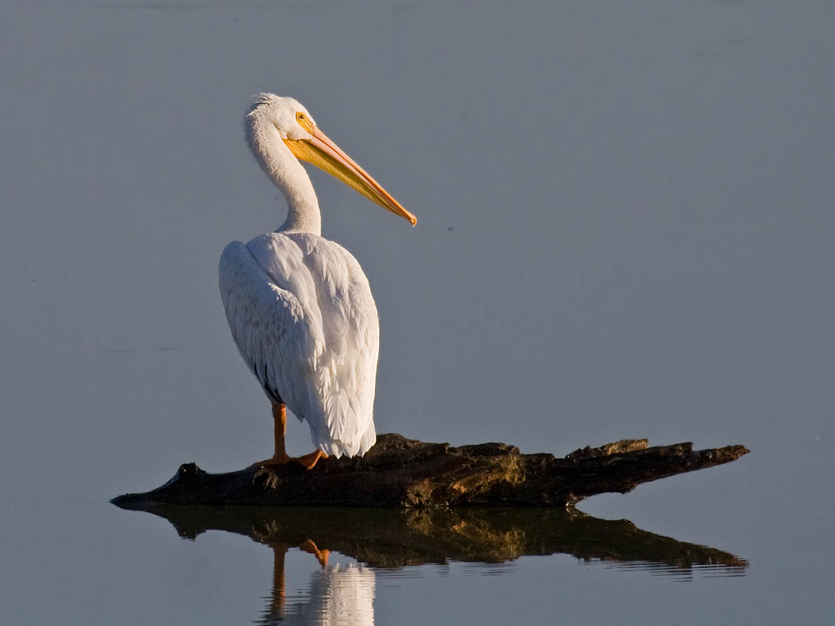 American White Pelican