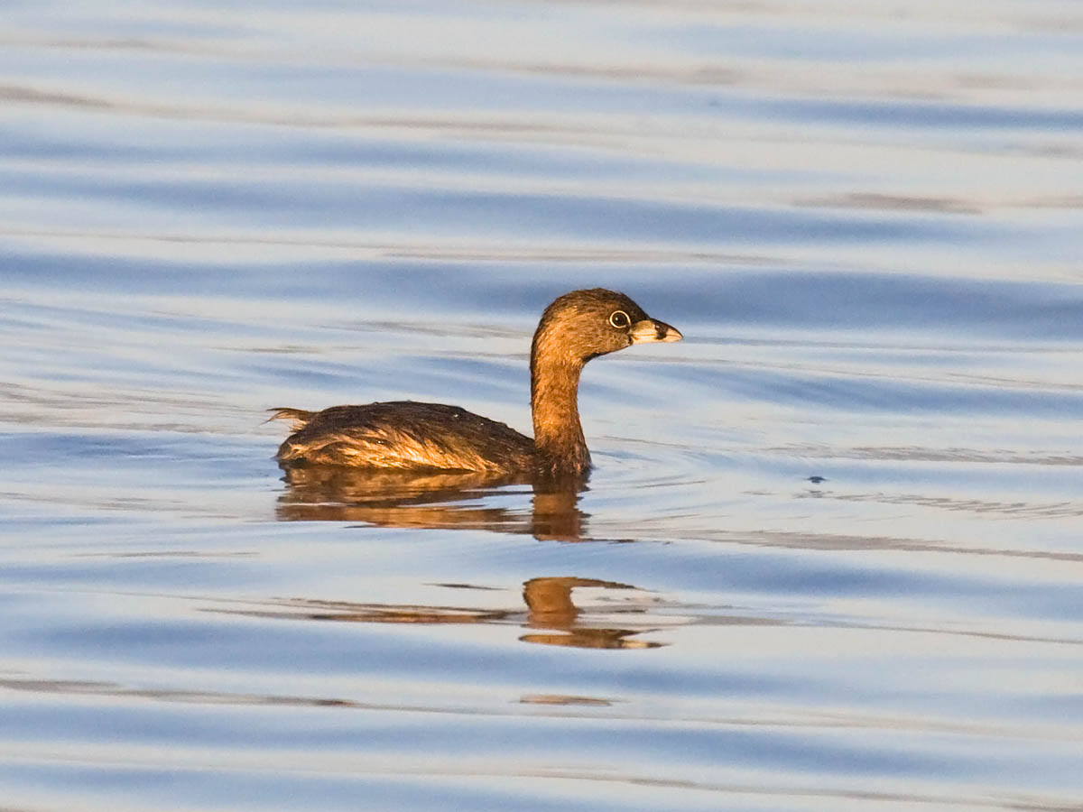 Pied-billed Grebe