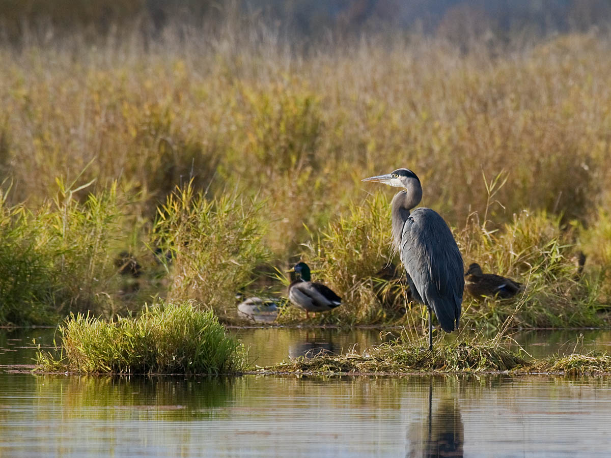 Great Blue Heron