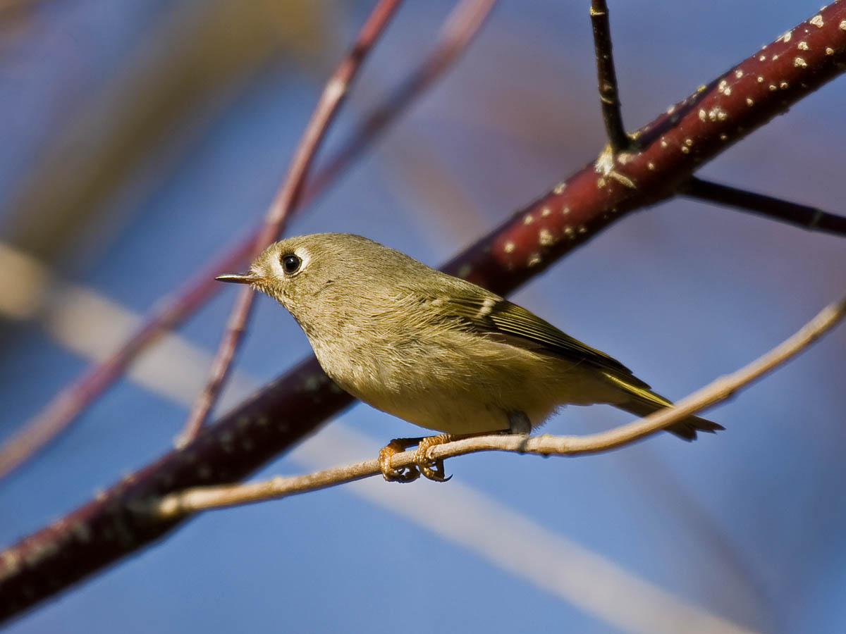 Ruby-crowned Kinglet