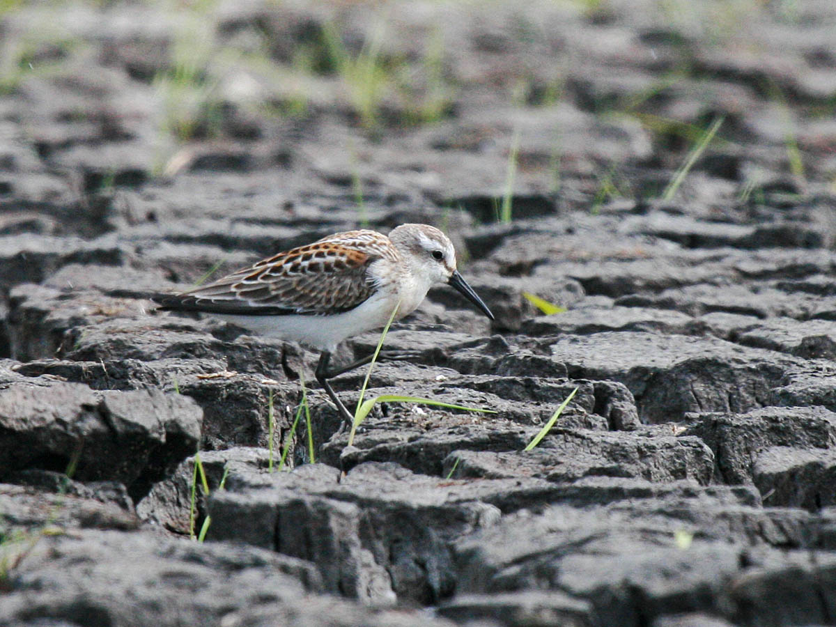 Western Sandpiper
