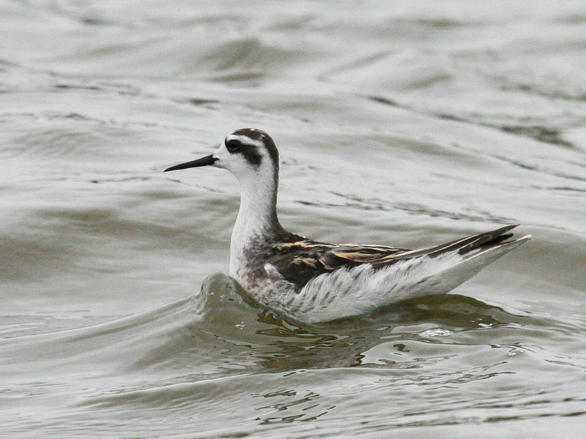 Red-necked Phalarope