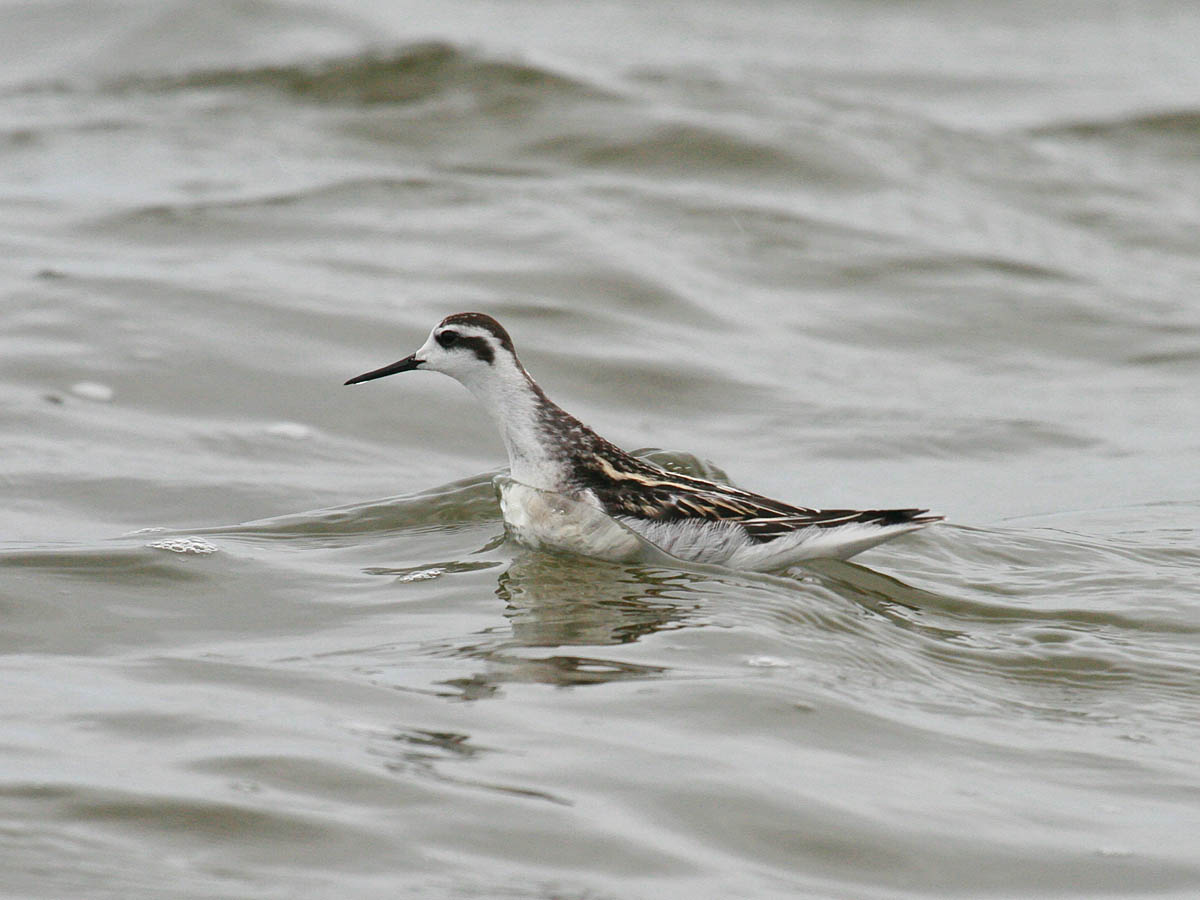 Red-necked Phalarope