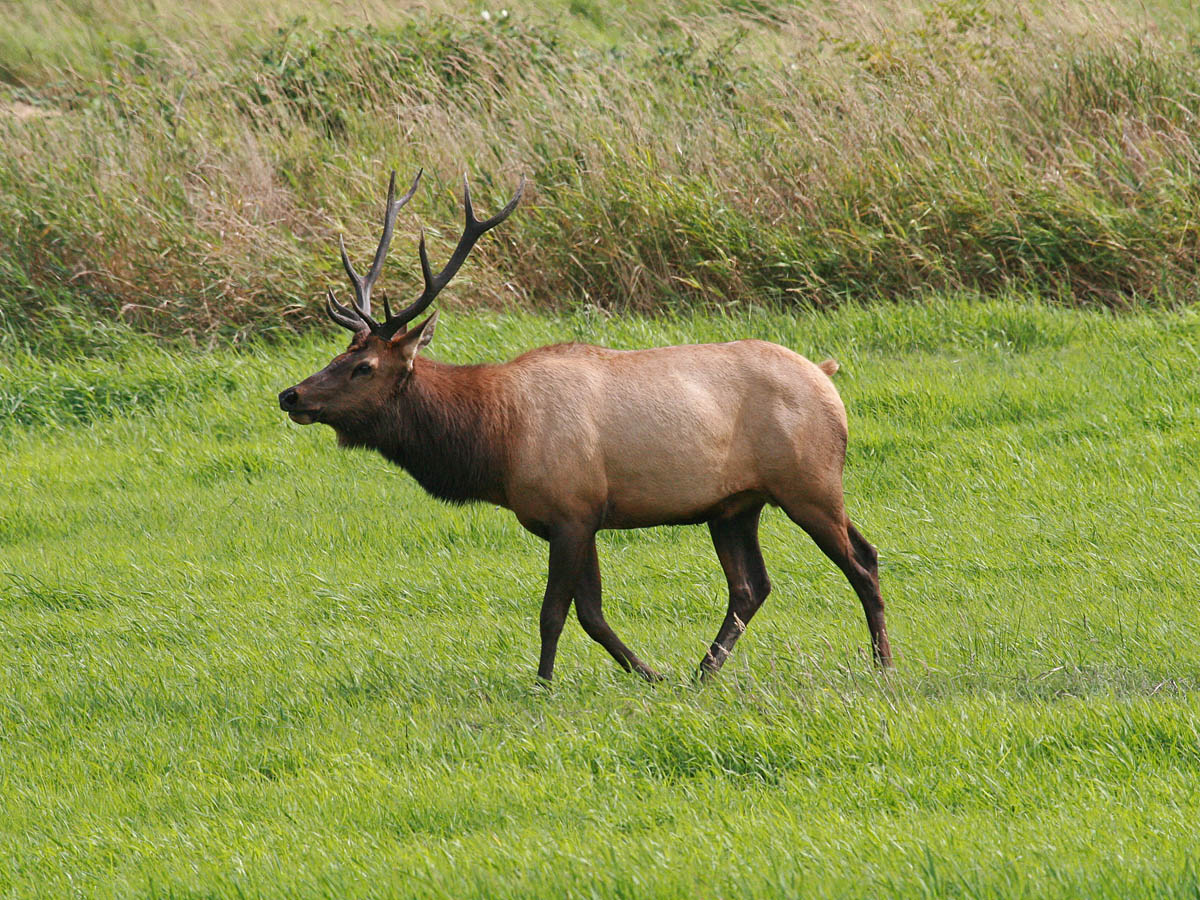 Elk