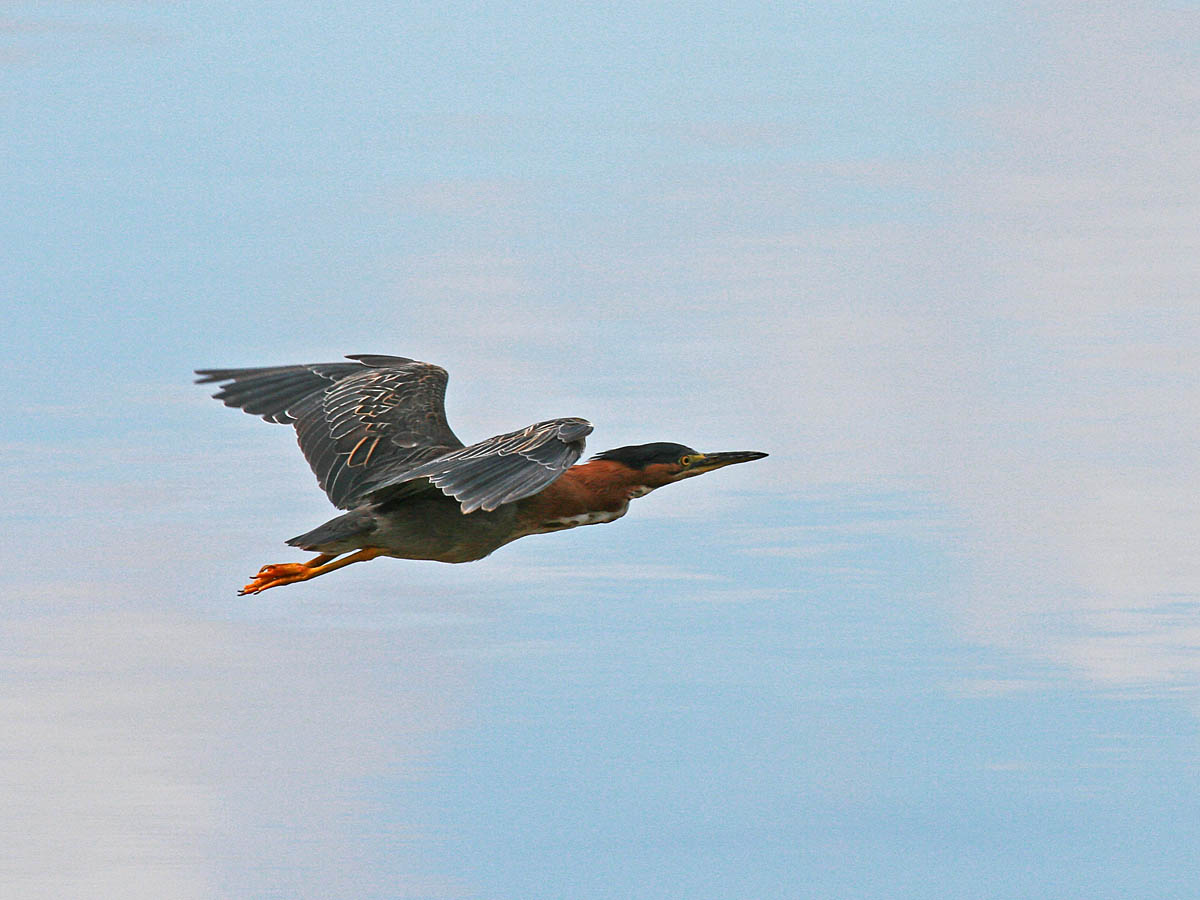 Green Heron