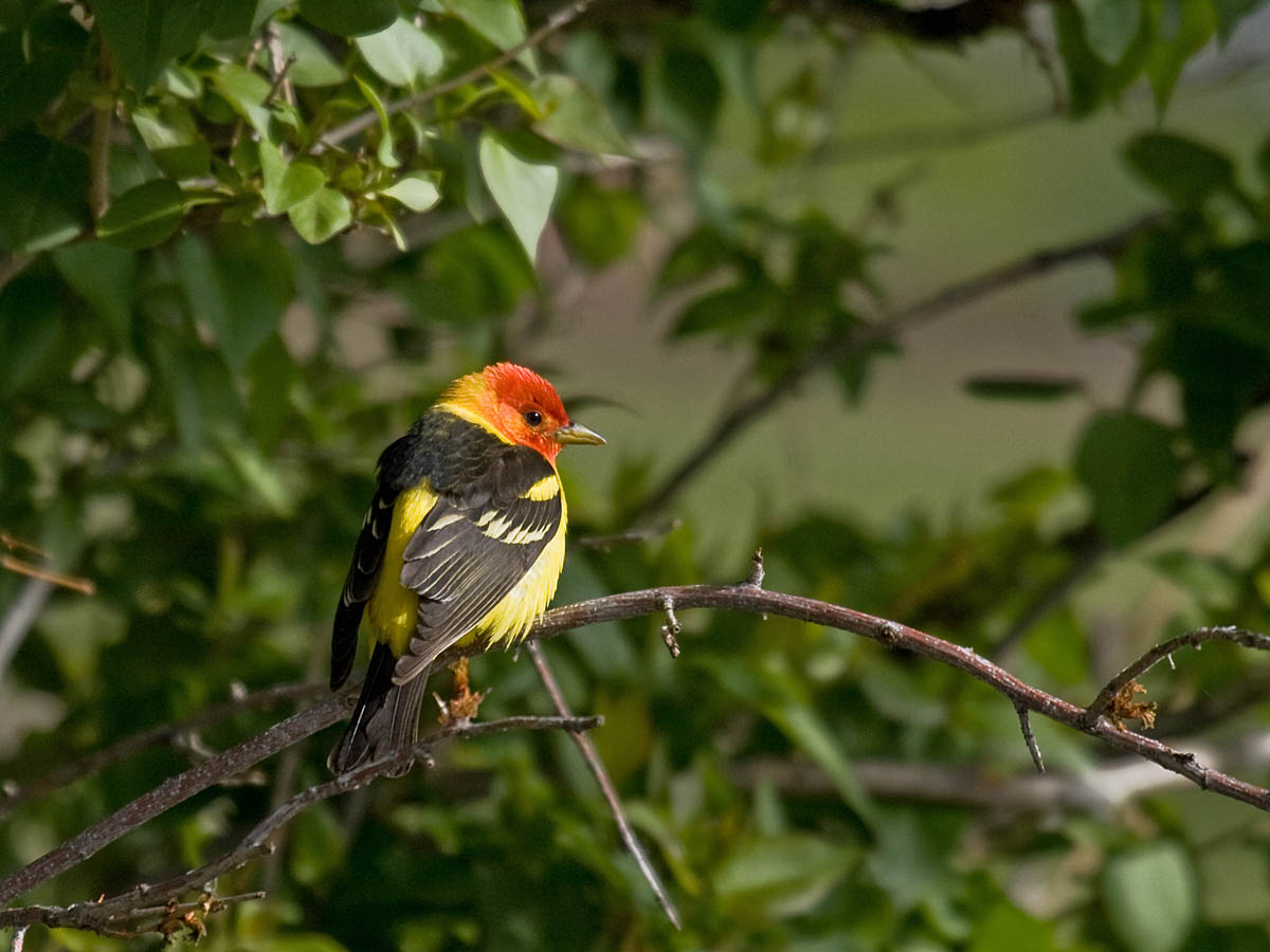 Western Tanager