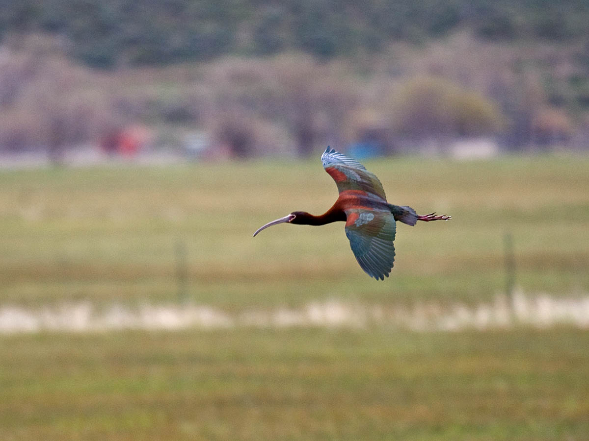 White-faced Ibis
