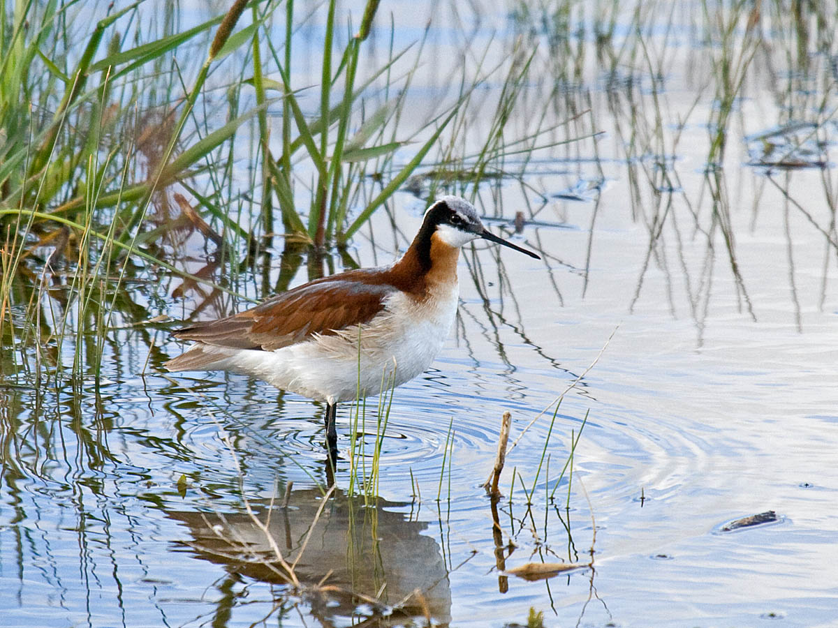 Wilsons Phalarope