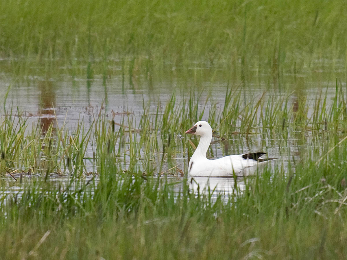 Rosss Goose