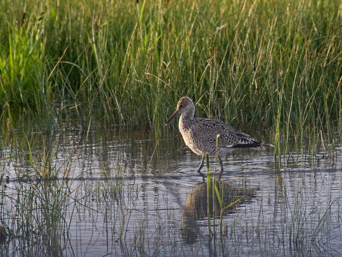 Willet