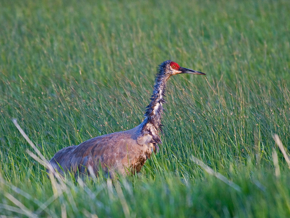 Sandhill Crane