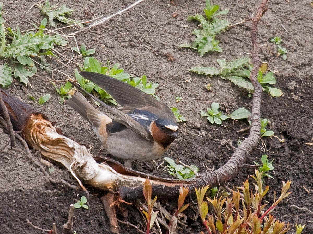 Cliff Swallow