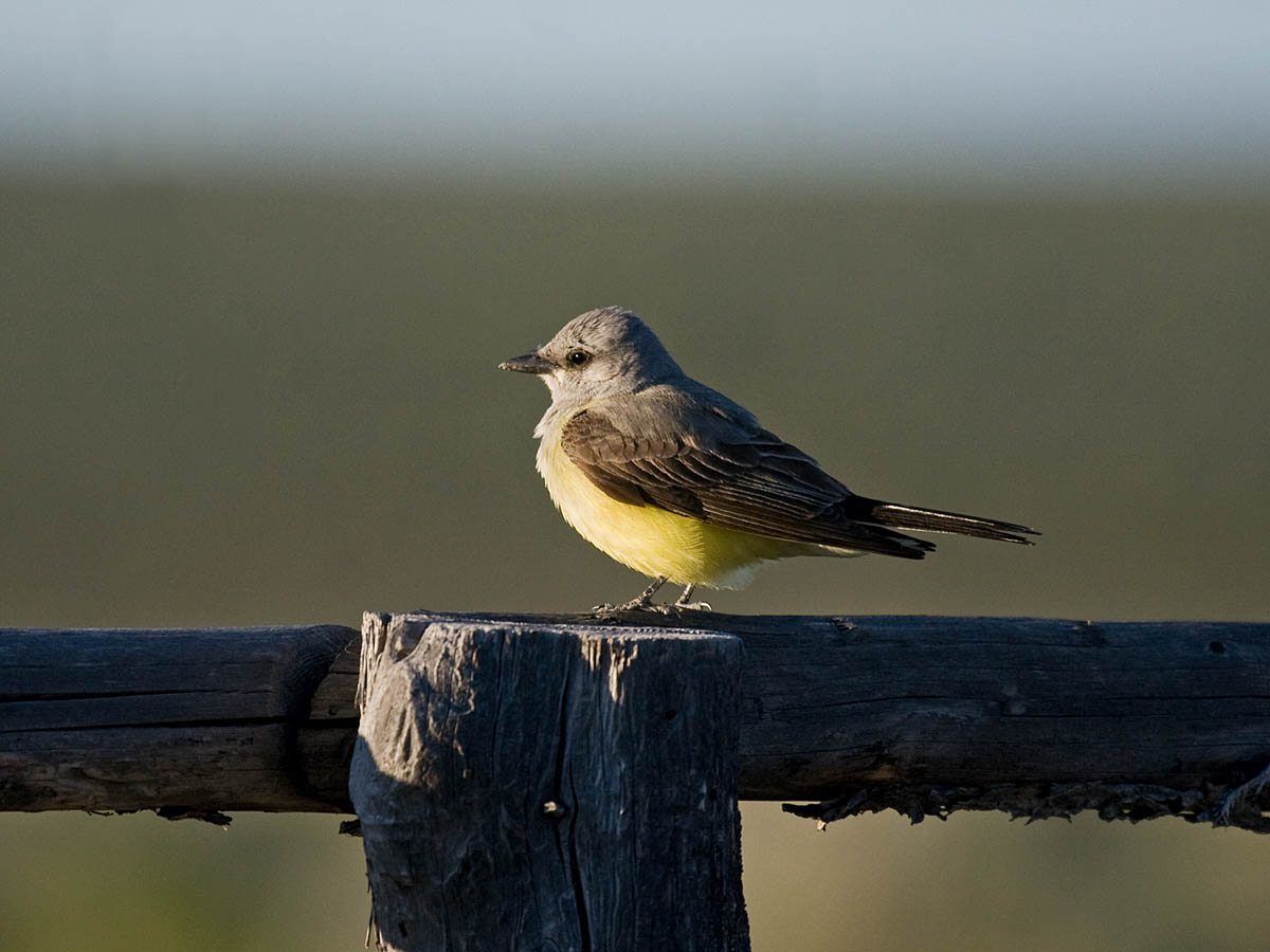 Western Kingbird