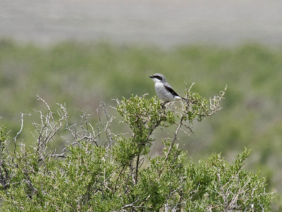 Loggerhead Shrike