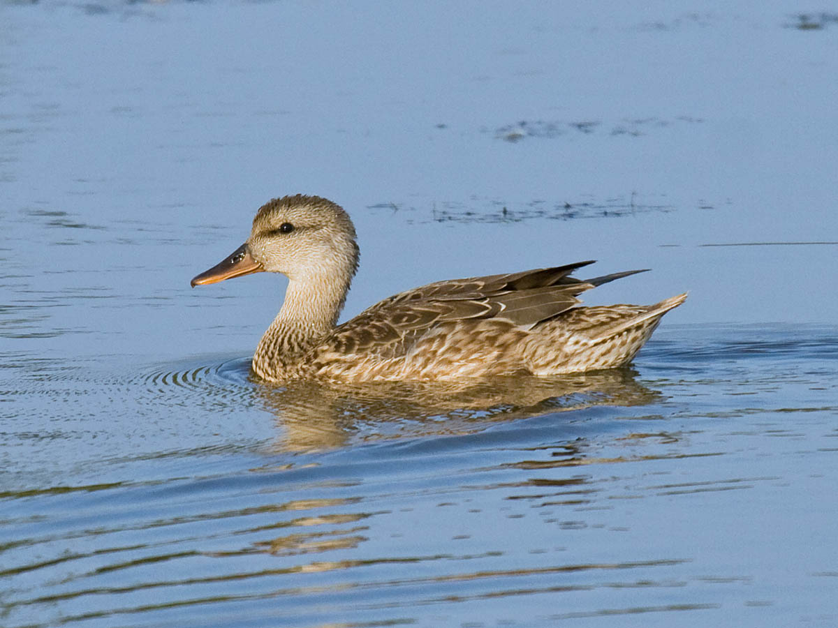Gadwall