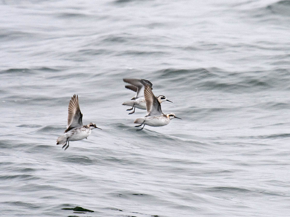 Red-necked Phalarope