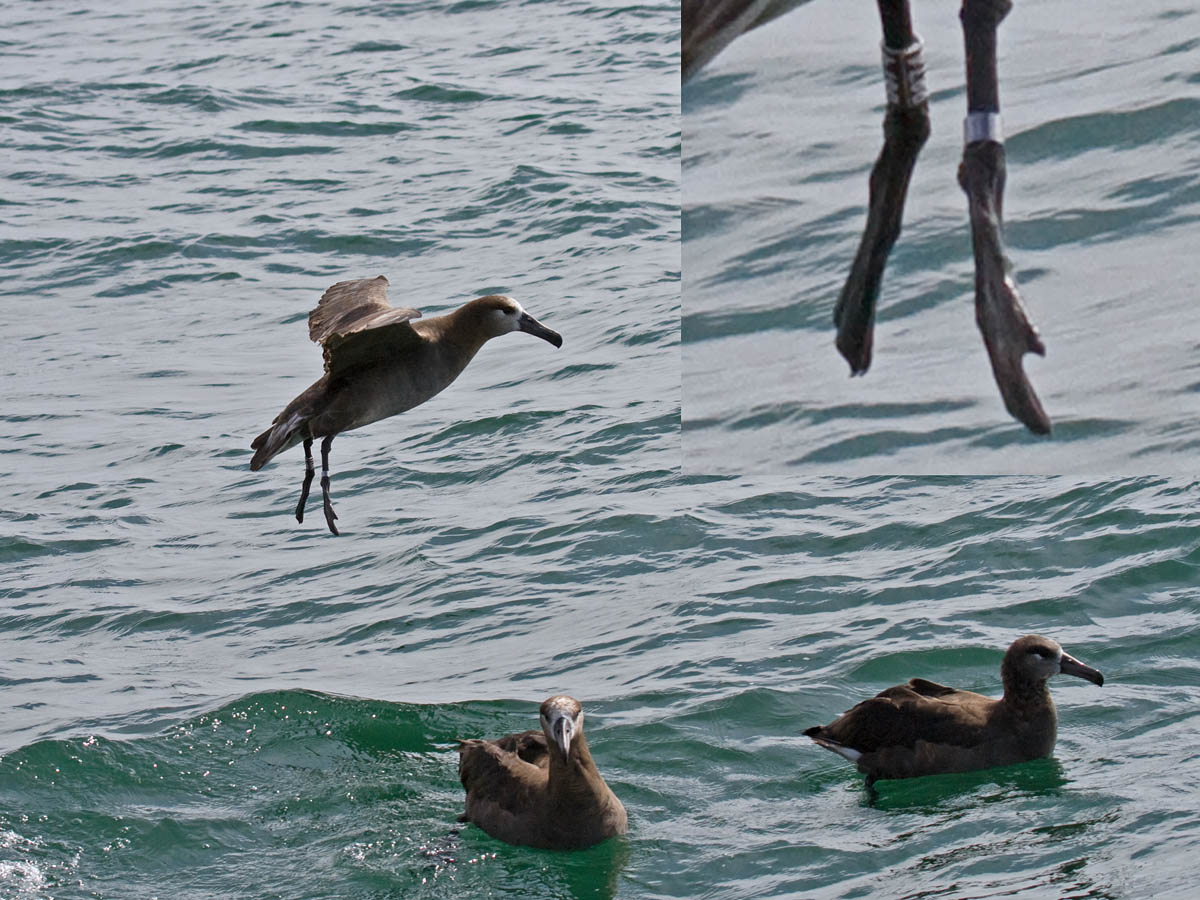 Black-footed Albatross