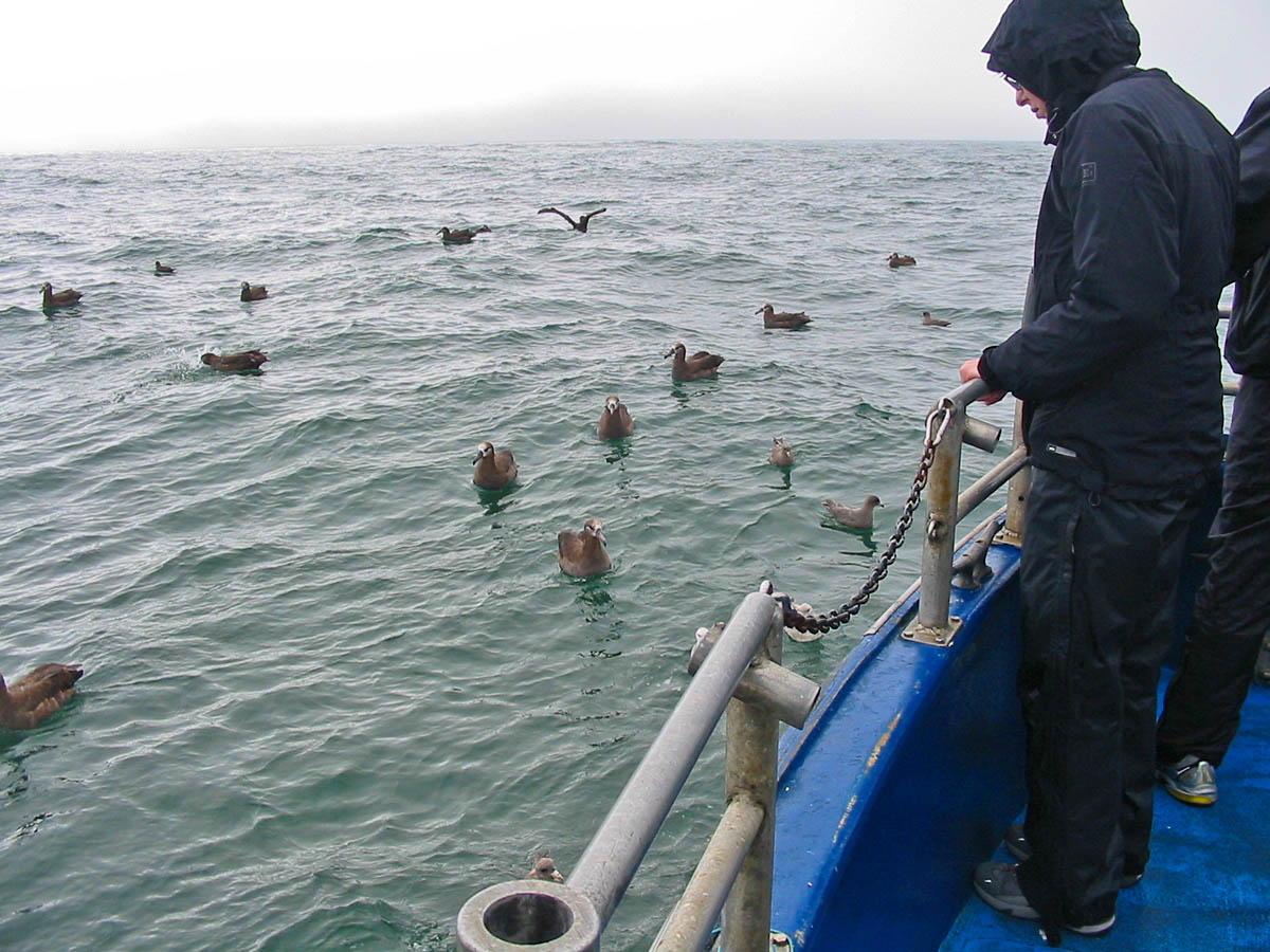 Watching seabirds