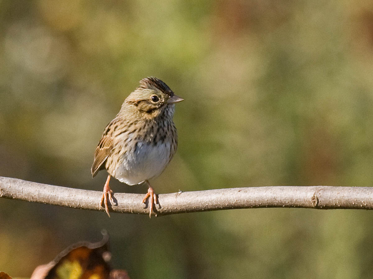 Lincolns Sparrow