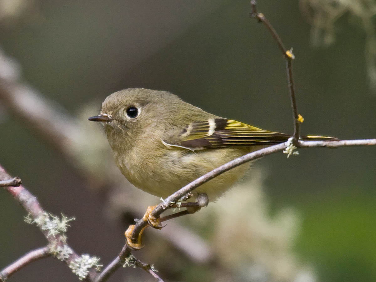 Ruby-crowned Kinglet