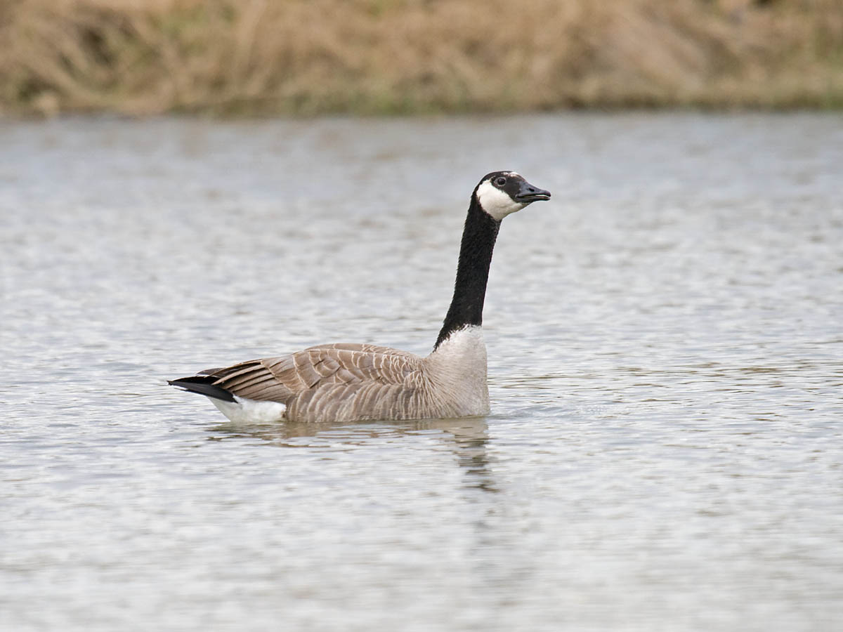 Giant Canada Goose